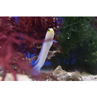 Yellowhead Jawfish