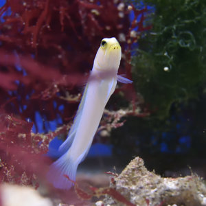 Yellowhead Jawfish Yellowhead Jawfish