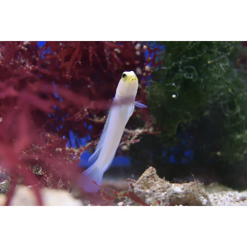 Yellowhead Jawfish Yellowhead Jawfish