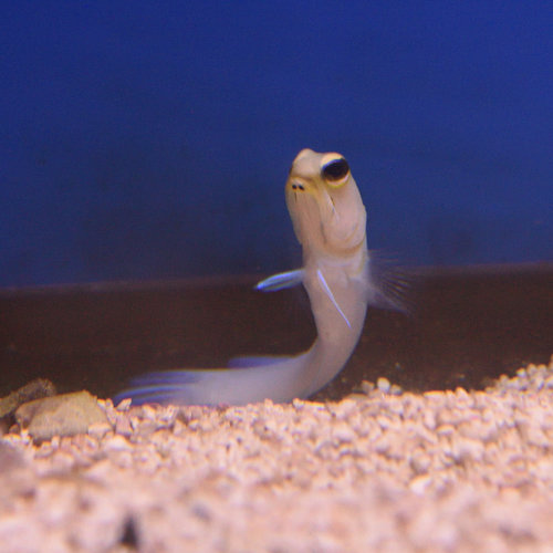 Yellowhead Jawfish