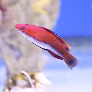 Ruby Longfin Wrasse