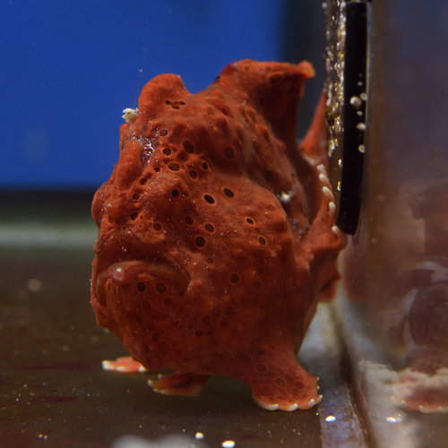 Painted Frogfish Painted Frogfish