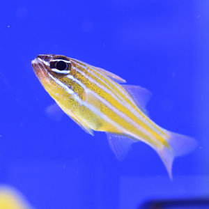 Yellow Stripe Cardinalfish