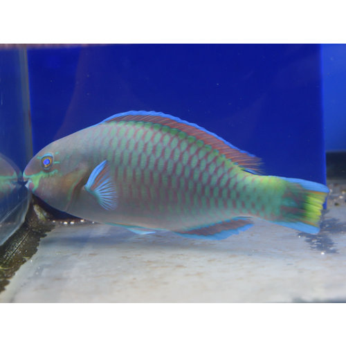 Quoy's Parrotfish Quoy's Parrotfish