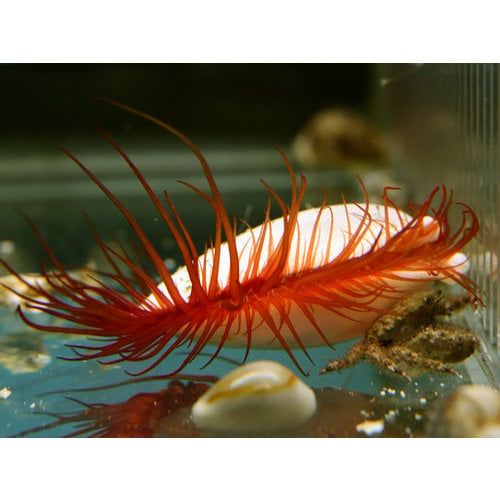 Electric Flame Scallop