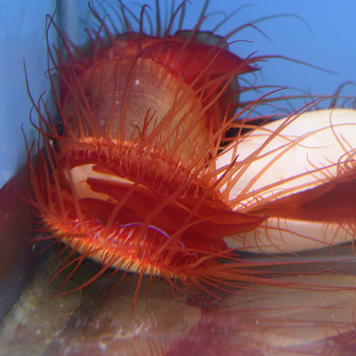 Electric Flame Scallop