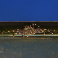 Sally Lightfoot Crab