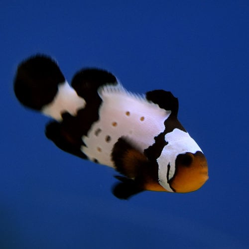 Flurry Clownfish