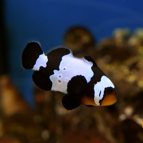 Flurry Clownfish