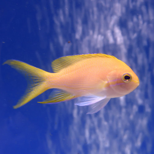 Square Spot Anthias Female Square Spot Anthias Female