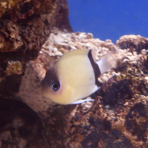 Black Bar Chromis