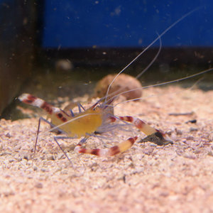 Blue Legged Banded Coral Shrimp