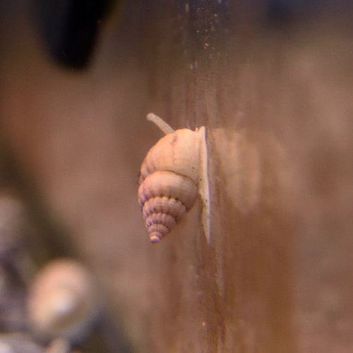 Nassarius Snail