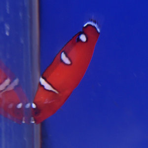 Red Coris Wrasse Juv.