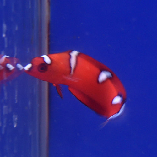 Red Coris Wrasse Juv.
