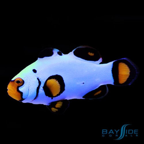 Picasso Clownfish