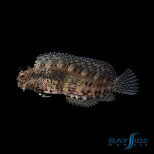 Lawnmower Blenny