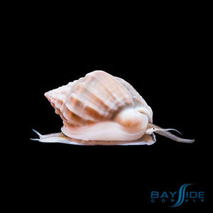 Nassarius Snail Nassarius Snail