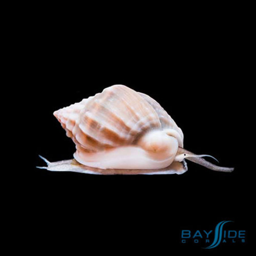 Nassarius Snail Nassarius Snail