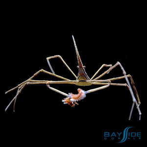 Arrow Crab Arrow Crab