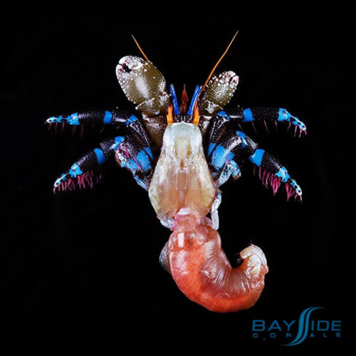 Metallic Blue Leg Hermit Crab Metallic Blue Leg Hermit Crab