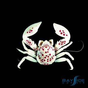 Porcelain Crab