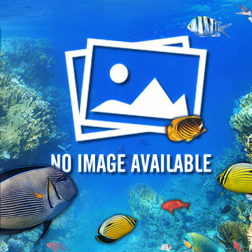 Innovative Marine IM Filter Bag | 4"x12" * Innovative Marine IM Filter Bag | 4"x12" *