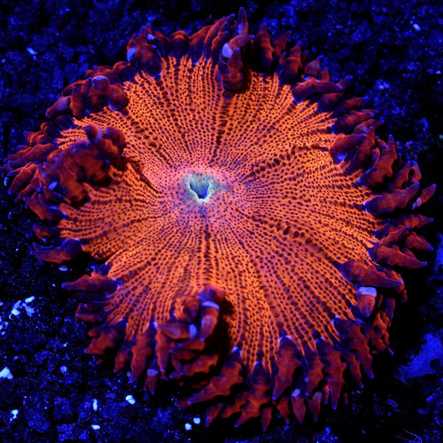 WYSIWYG Hot Tomale Rock Flower Anemone WYSIWYG Hot Tomale Rock Flower Anemone