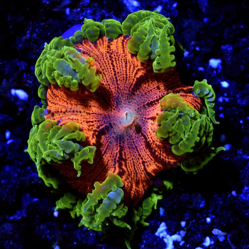 WYSIWYG Shocker Rock Flower Anemone WYSIWYG Shocker Rock Flower Anemone