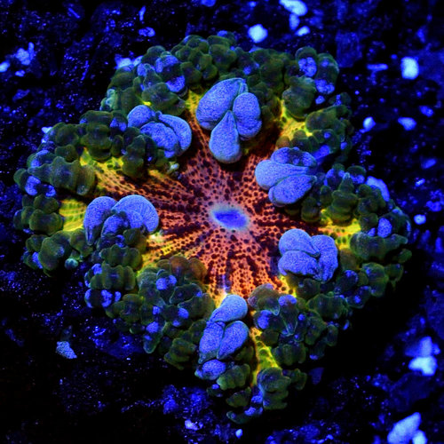 *WYSIWYG CORAL* Rainbow Rock Flower Anemone *WYSIWYG CORAL* Rainbow Rock Flower Anemone