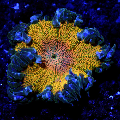 WYSIWYG Rainbow Rock Flower Anemone WYSIWYG Rainbow Rock Flower Anemone