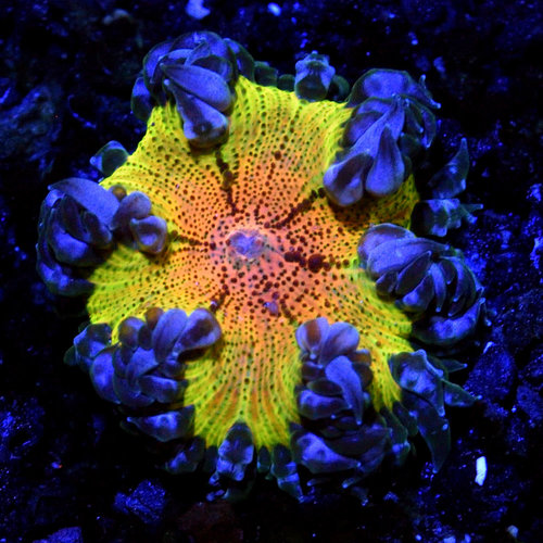 WYSIWYG Strawberry Fields Rock Flower Anemone WYSIWYG Strawberry Fields Rock Flower Anemone