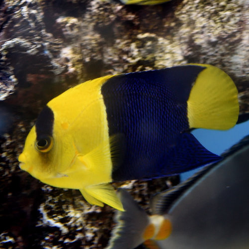 Bicolor Angelfish