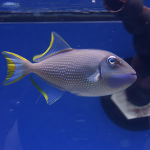 Blue Throat Triggerfish Male Blue Throat Triggerfish Male