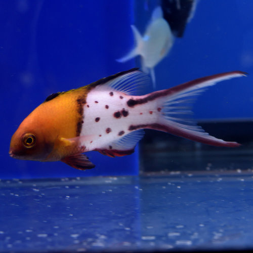 Scissortail Hogfish Juv. Scissortail Hogfish Juv.