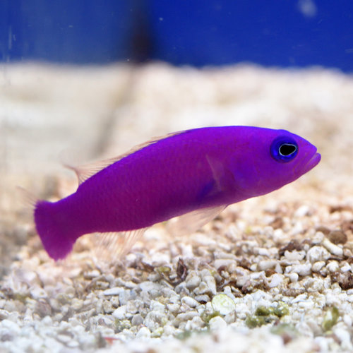 Strawberry Dottyback Strawberry Dottyback