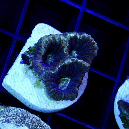 Black Licorice Goniastrea Black Licorice Goniastrea