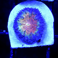 Rainbow Swirl Blastomussa S