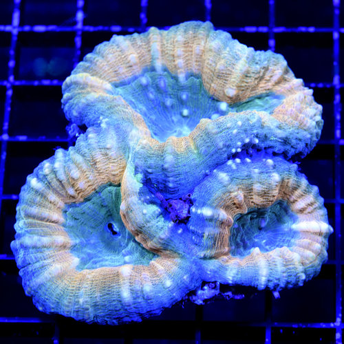 *CORAL* Ultra Orange Lobophyllia M *CORAL* Ultra Orange Lobophyllia M