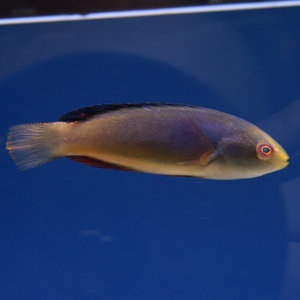 Blackfin Fairy Wrasse
