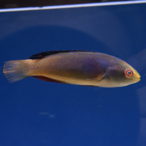 Blackfin Fairy Wrasse
