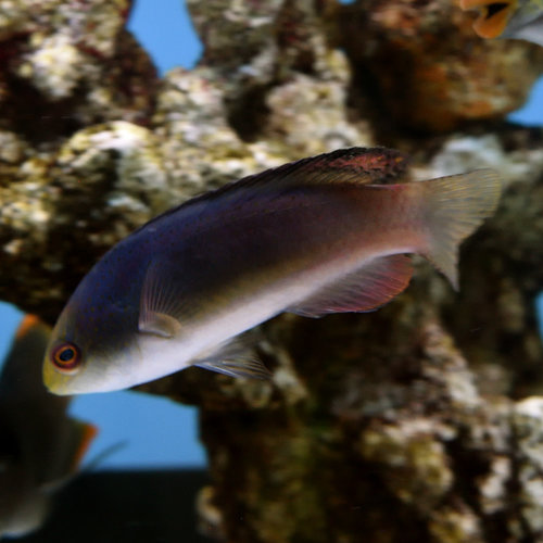 Blackfin Fairy Wrasse