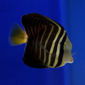 Sailfin Tang
