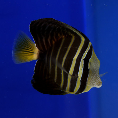 Sailfin Tang