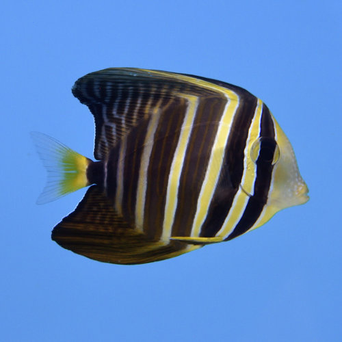 Sailfin Tang
