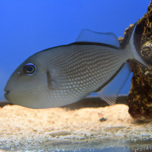 Blue Throat Triggerfish Female Blue Throat Triggerfish Female