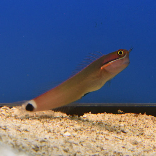 Tailspot Blenny Tailspot Blenny