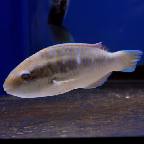 Dusky Parrotfish Dusky Parrotfish