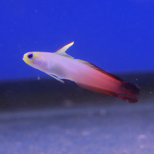 Red Firefish