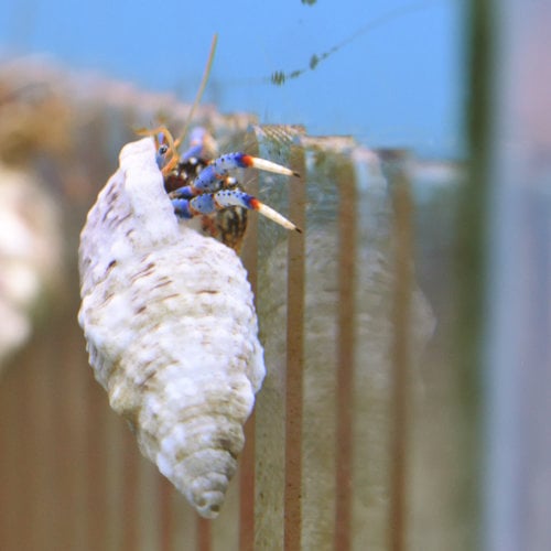 Blue Leg Hermit Crab